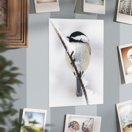 black-capped chickadee photo print