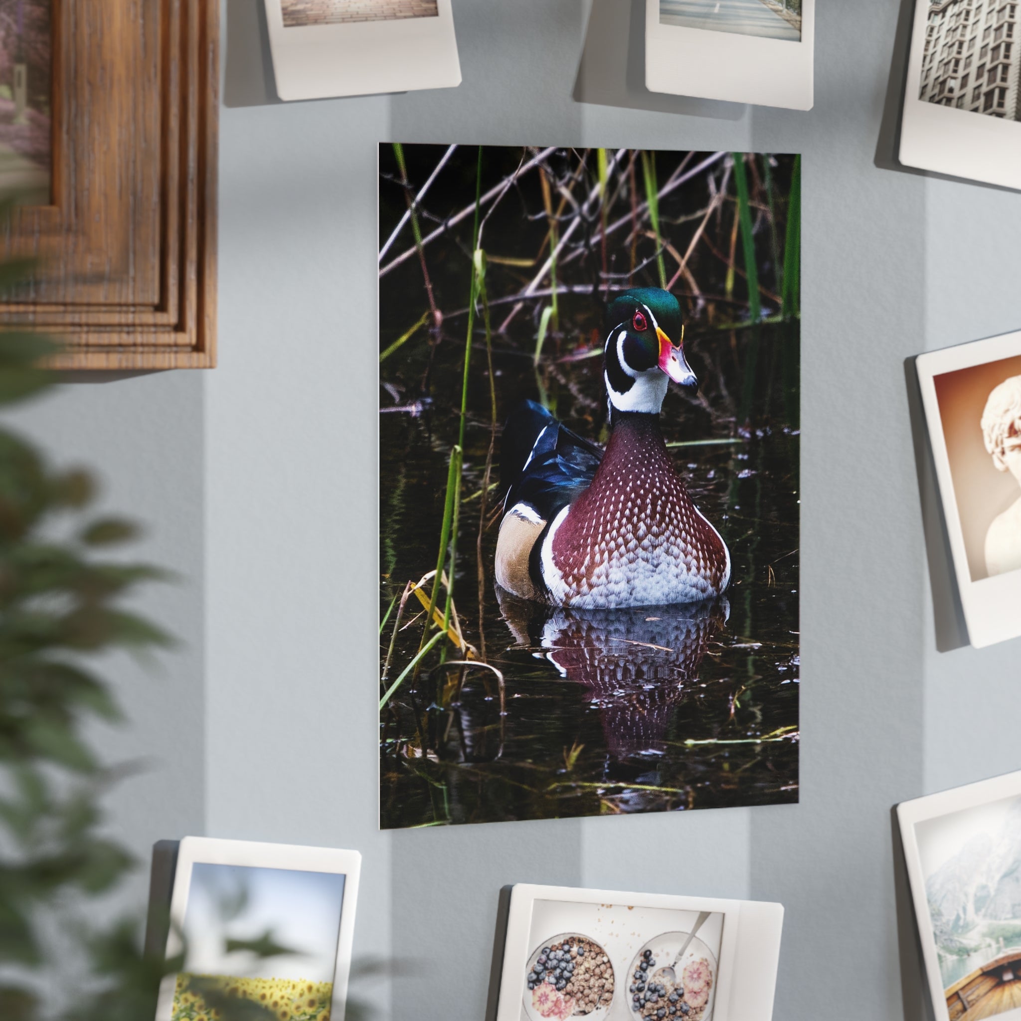 Wood Duck - 5x7 Prints