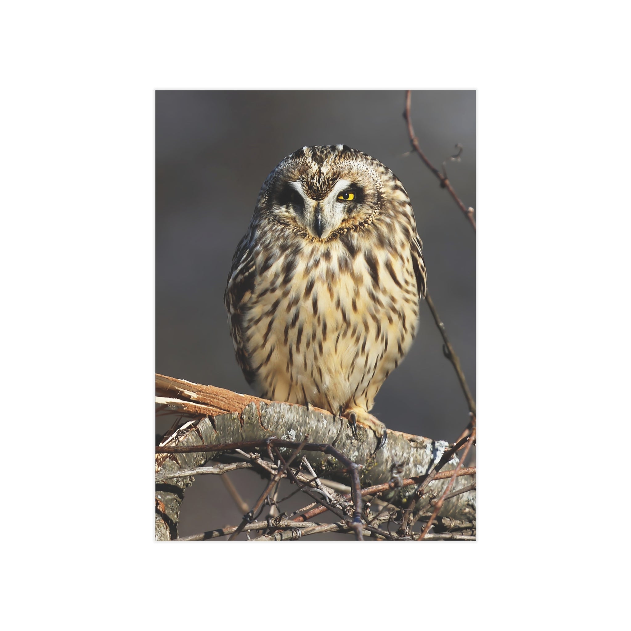 short-eared owl photo print