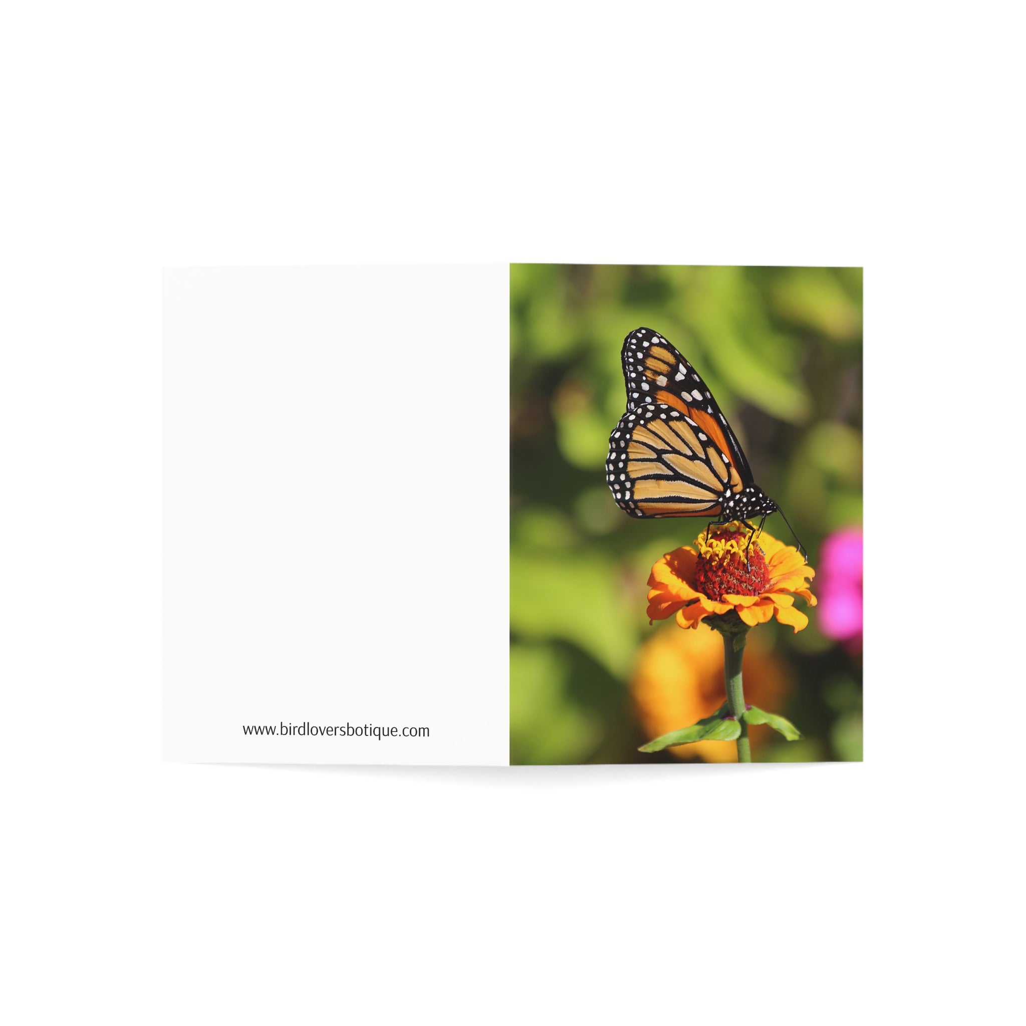 monarch butterfly greeting card