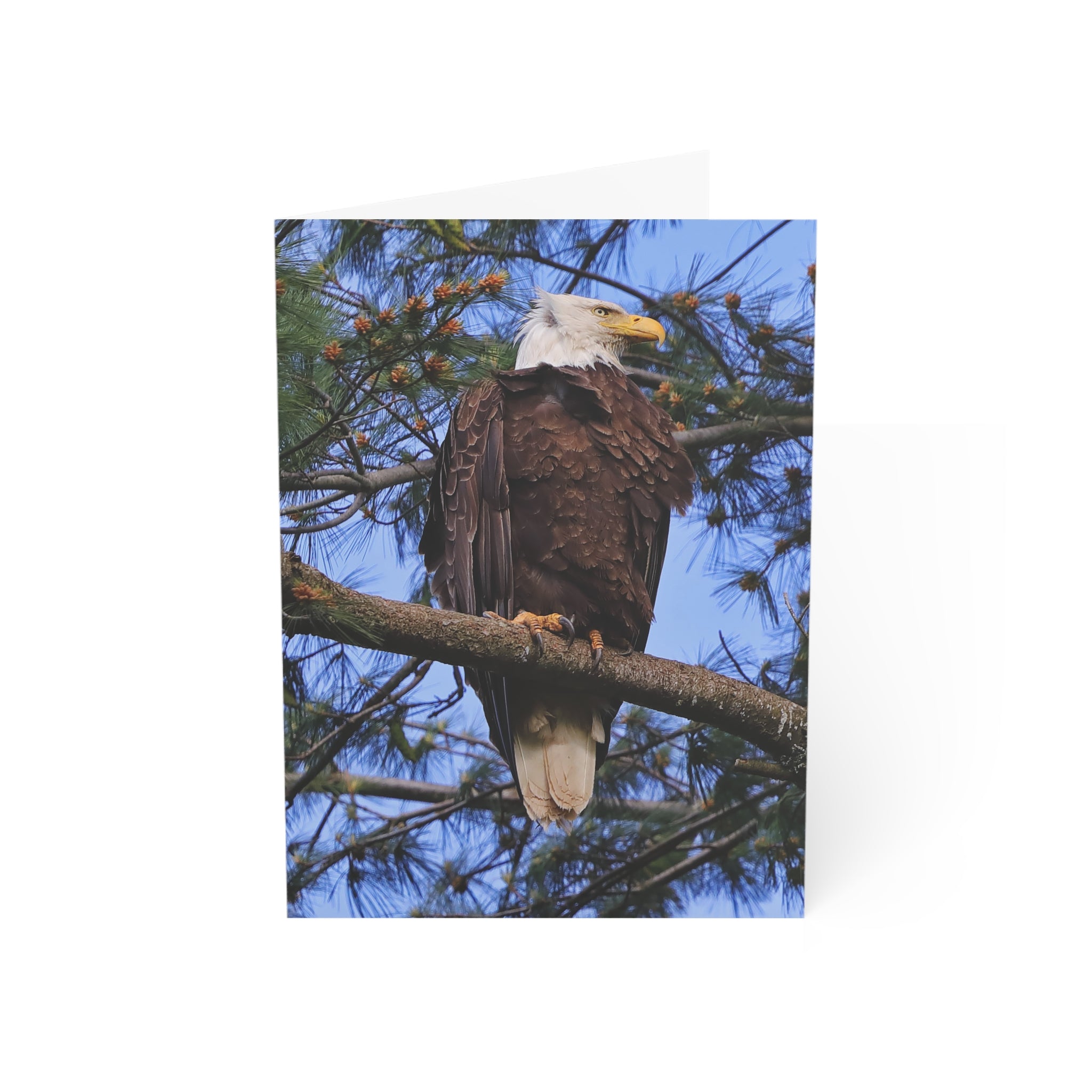 bald eagle greeting card
