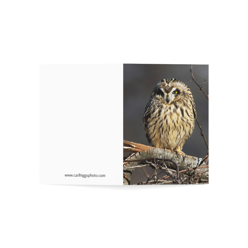 Owl perched on a branch with a dark background greeting card