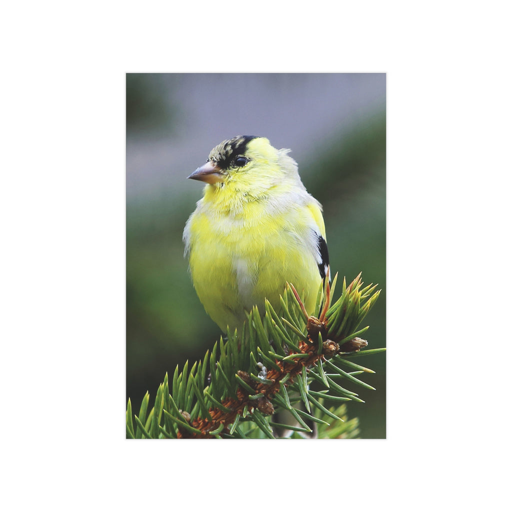 Goldfinch - 5x7 Prints