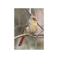 Northern Cardinal Female - 5x7 Prints