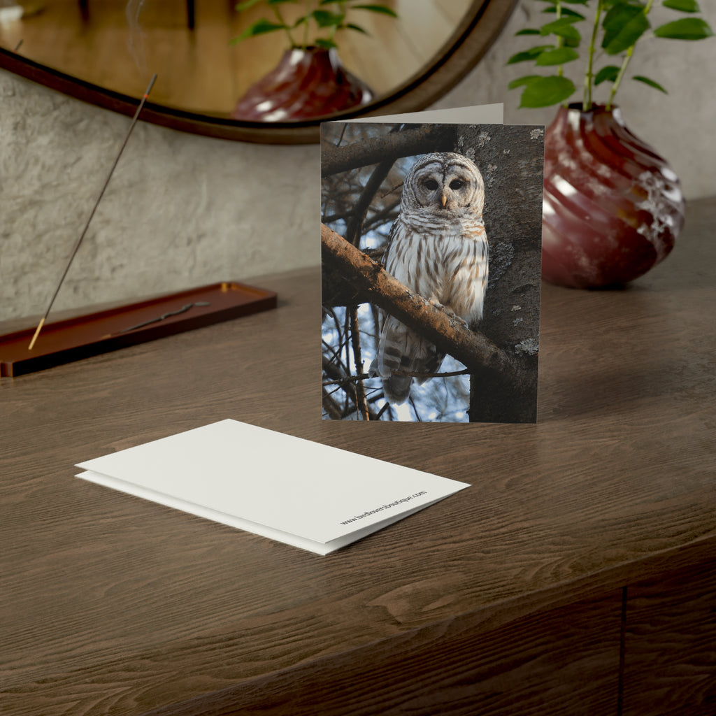 barred owl greeting card