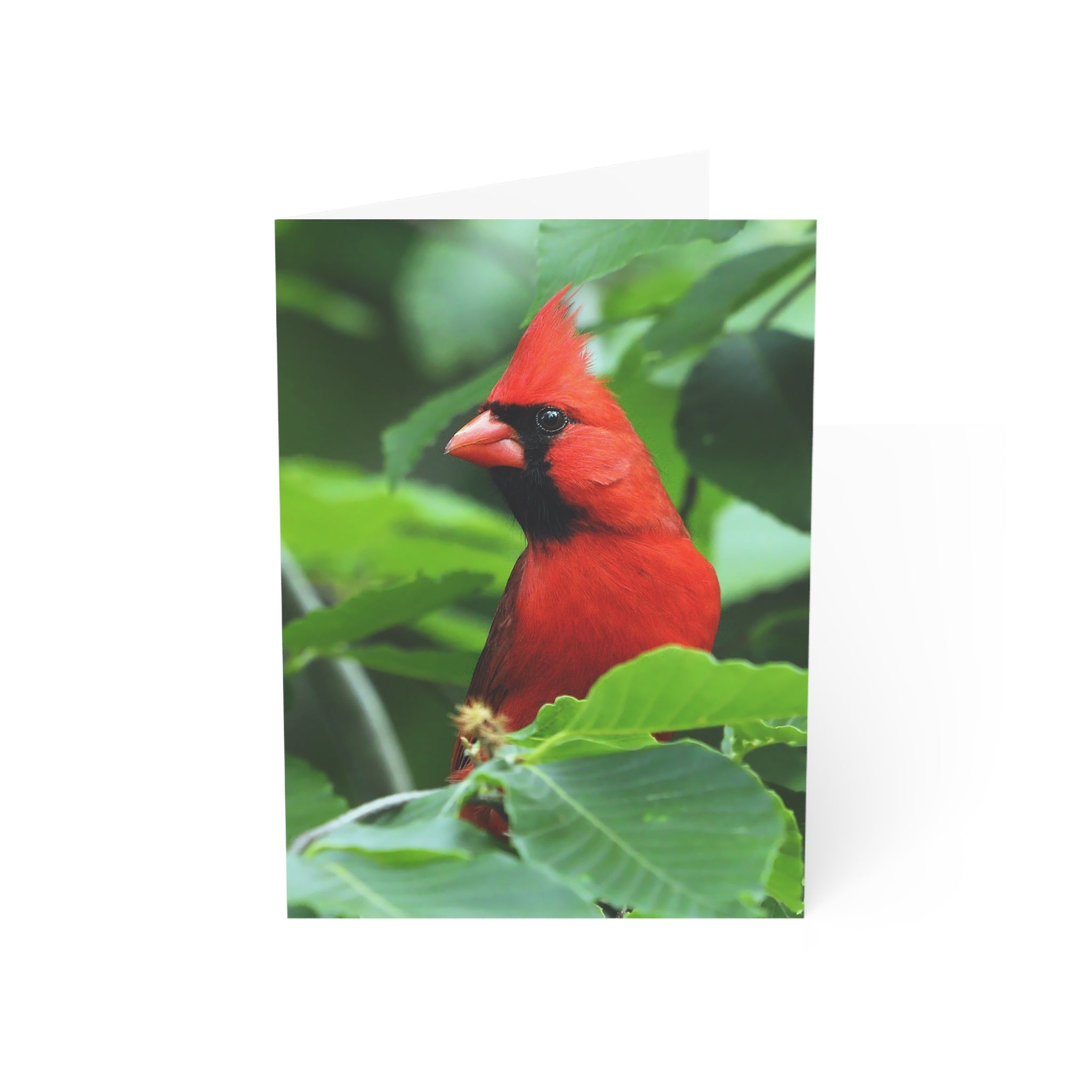 northern cardinal greeting card