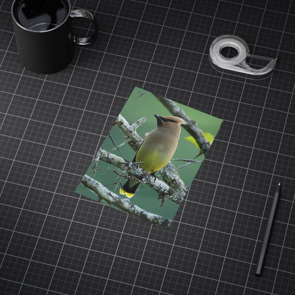 Cedar Waxwing - 5x7 Prints