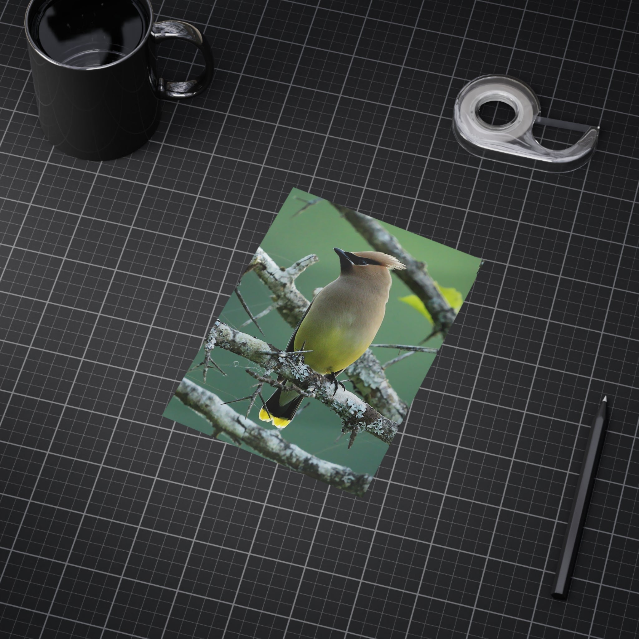 Cedar Waxwing - 5x7 Prints