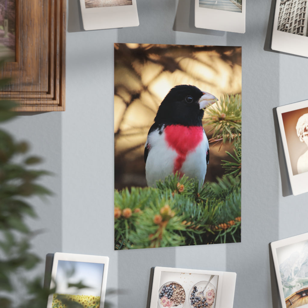 Red-breasted Grosbeak - 5x7 Prints