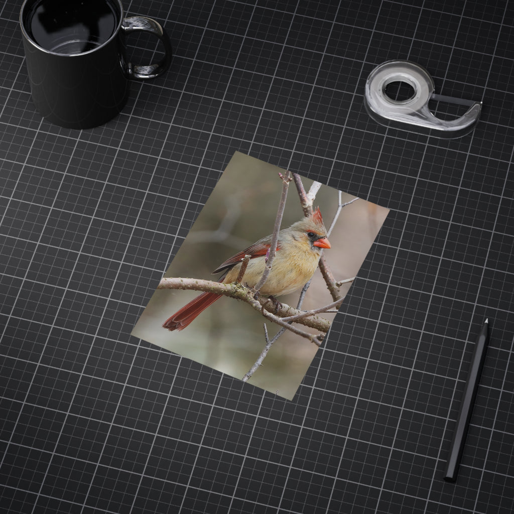 Northern Cardinal Female - 5x7 Prints
