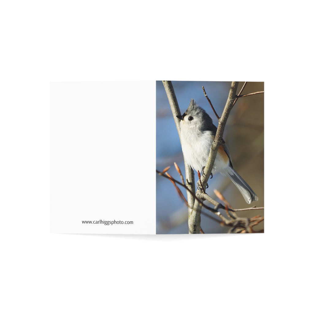 Tufted Titmouse - Greeting Cards (1, 10, 30, and 50pcs)