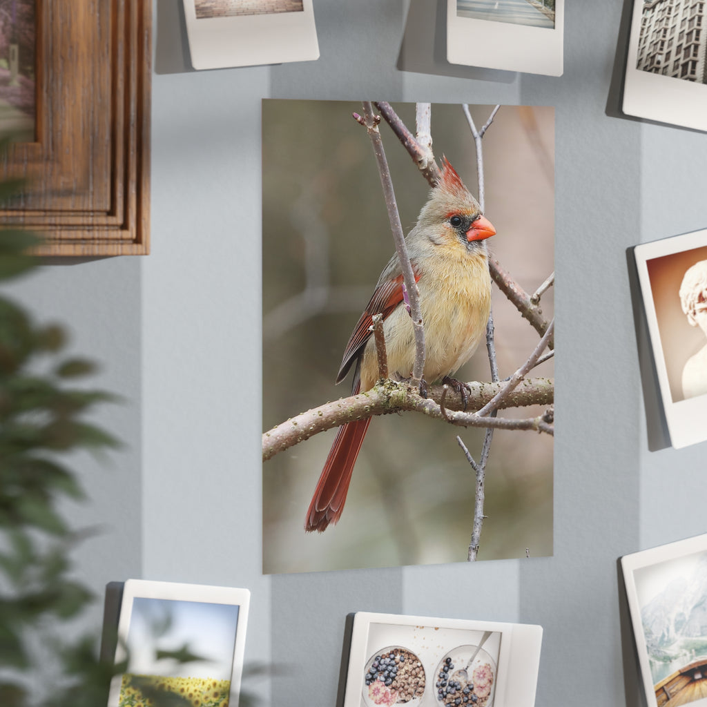 Northern Cardinal Female - 5x7 Prints