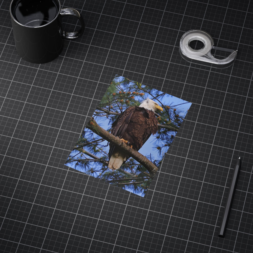 Bald Eagle - 5x7 Prints