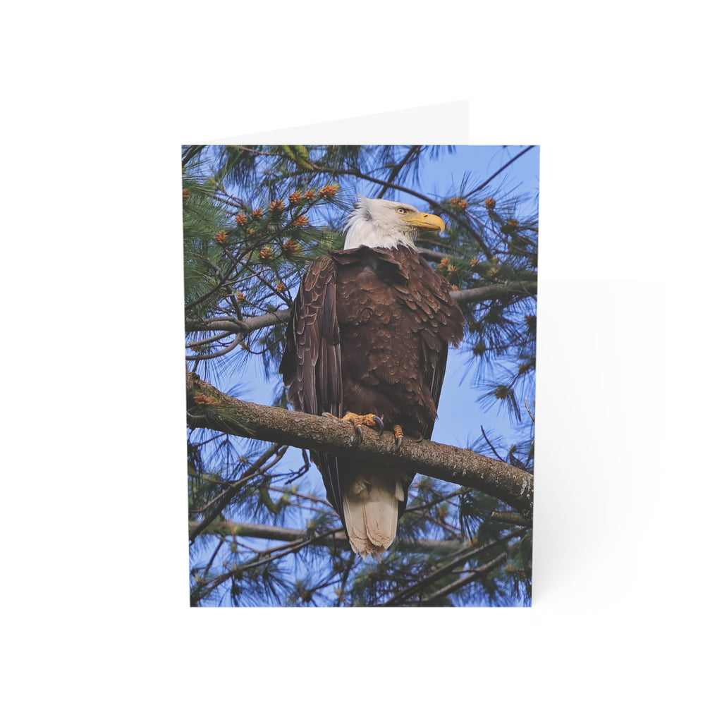 Bald Eagle - Greeting Cards (1, 10, 30, and 50pcs)