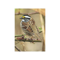 Yellow-throated Sparrow - 5x7 Prints