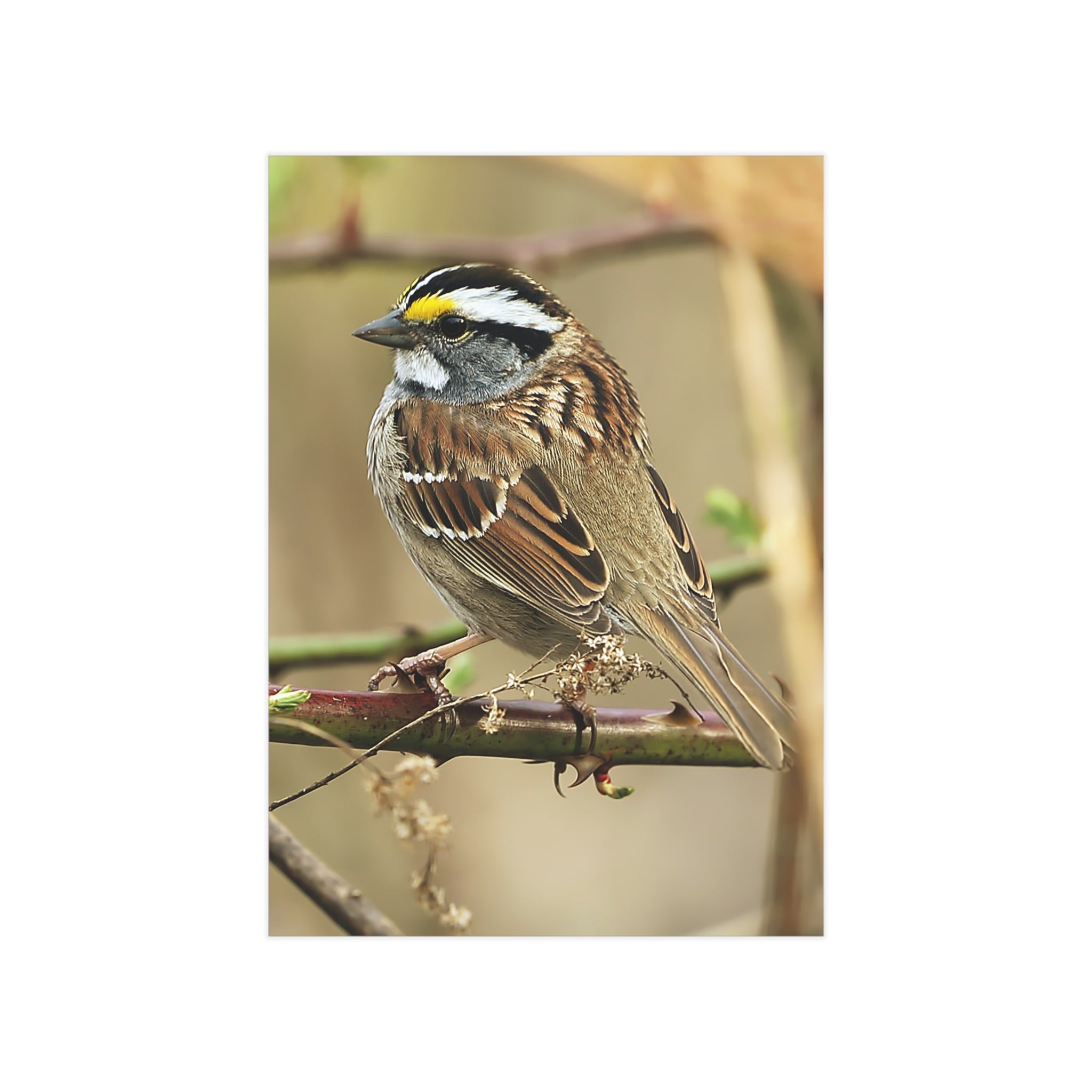 Yellow-throated Sparrow - 5x7 Prints