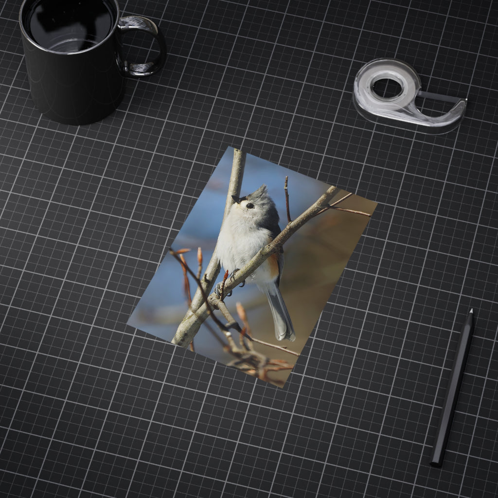 Tufted Titmouse - 5x7 Prints