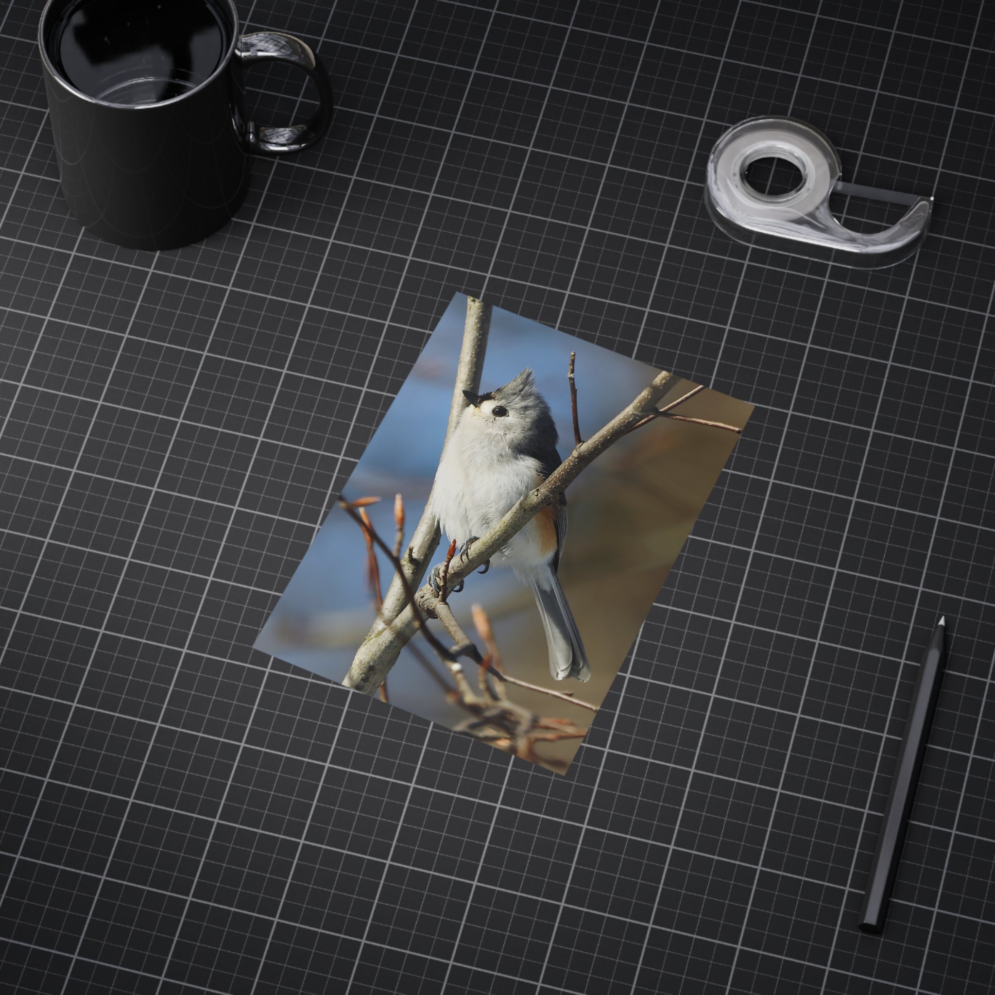 Tufted Titmouse - 5x7 Prints