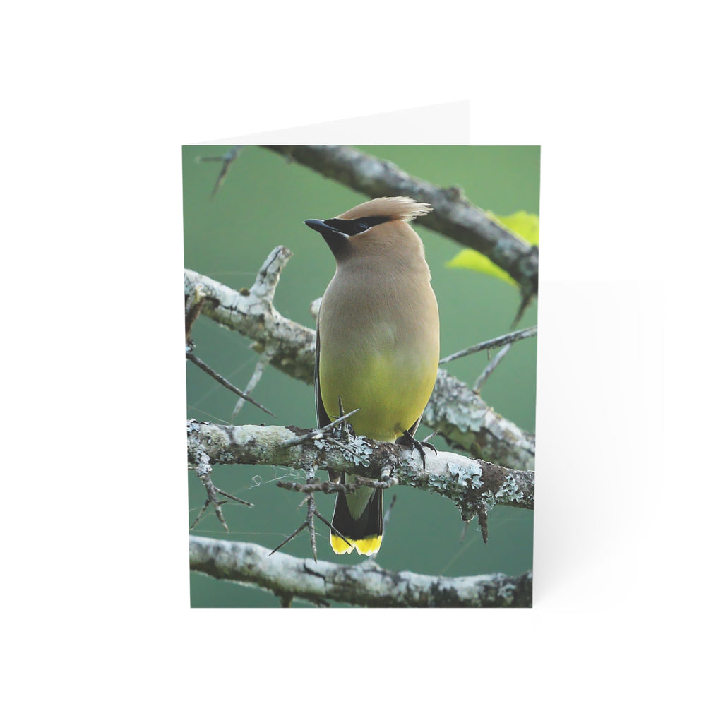 cedar waxwing greeting card