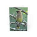 cedar waxwing greeting card