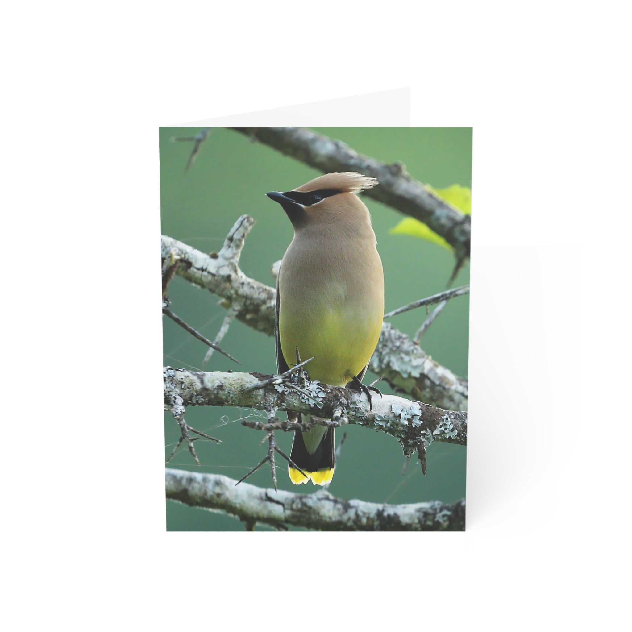 cedar waxwing greeting card