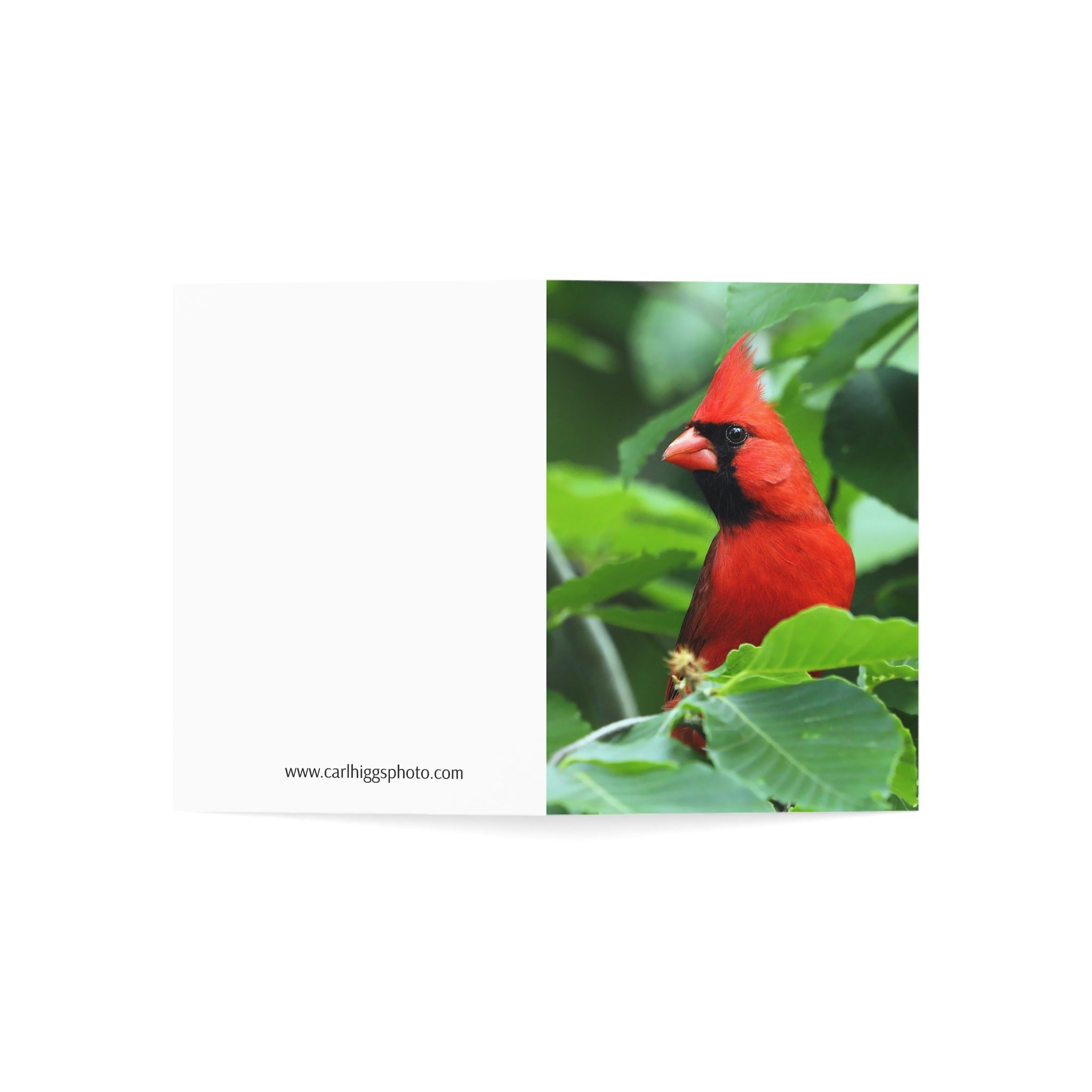 northern cardinal greeting card