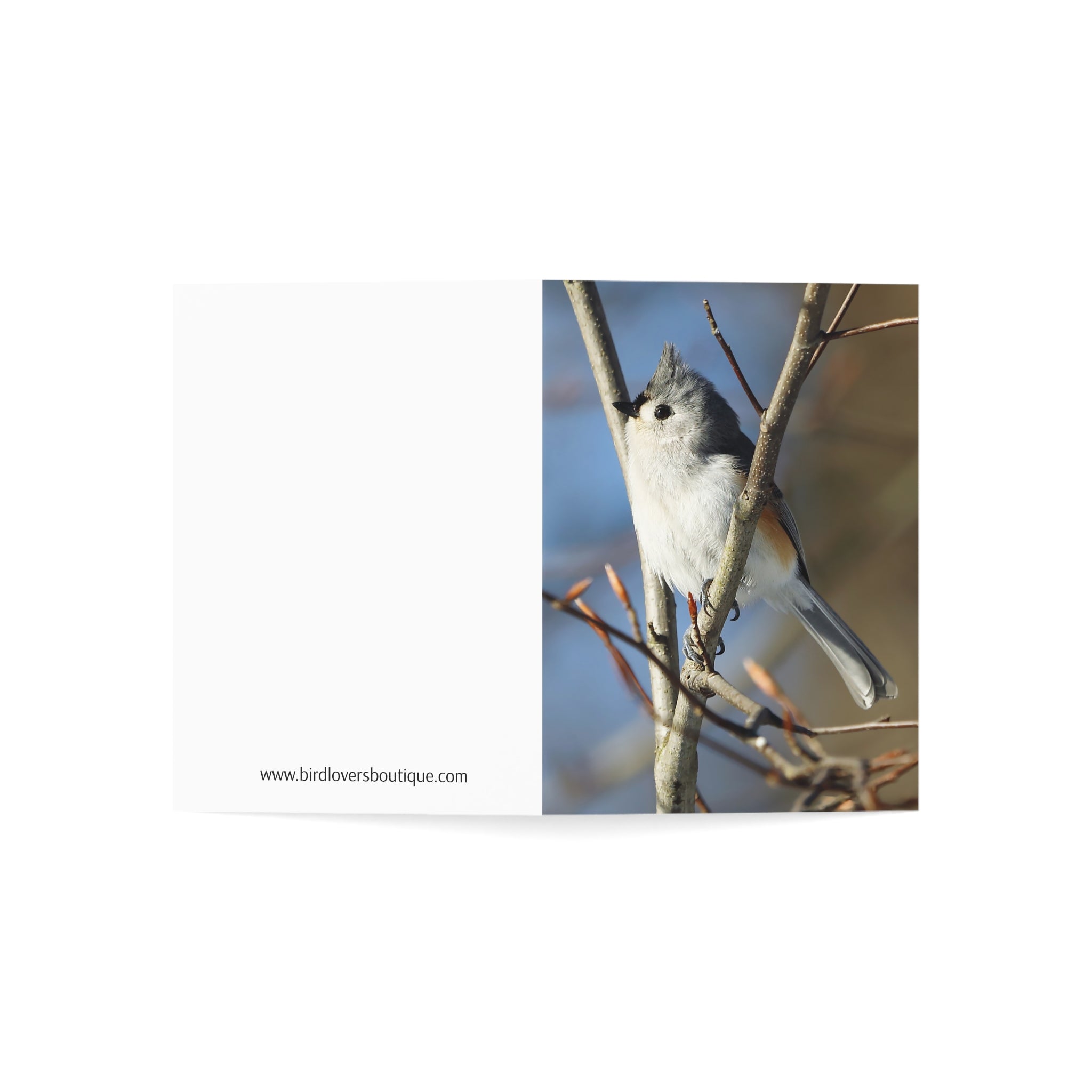 tufted titmouse greeting card