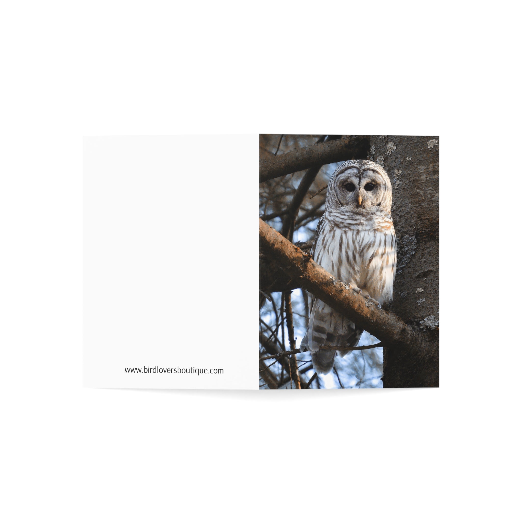 barred owl greeting card