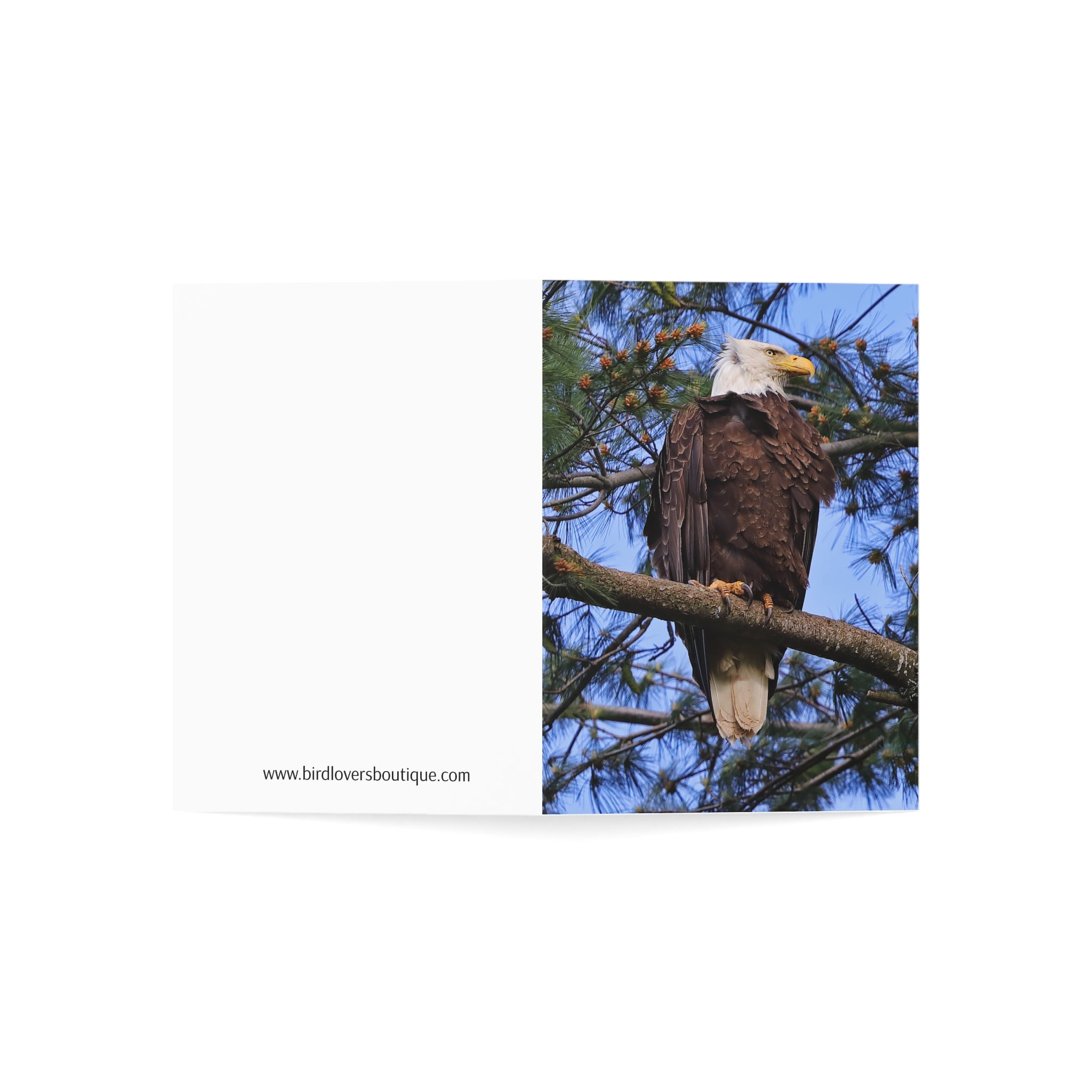 bald eagle greeting card