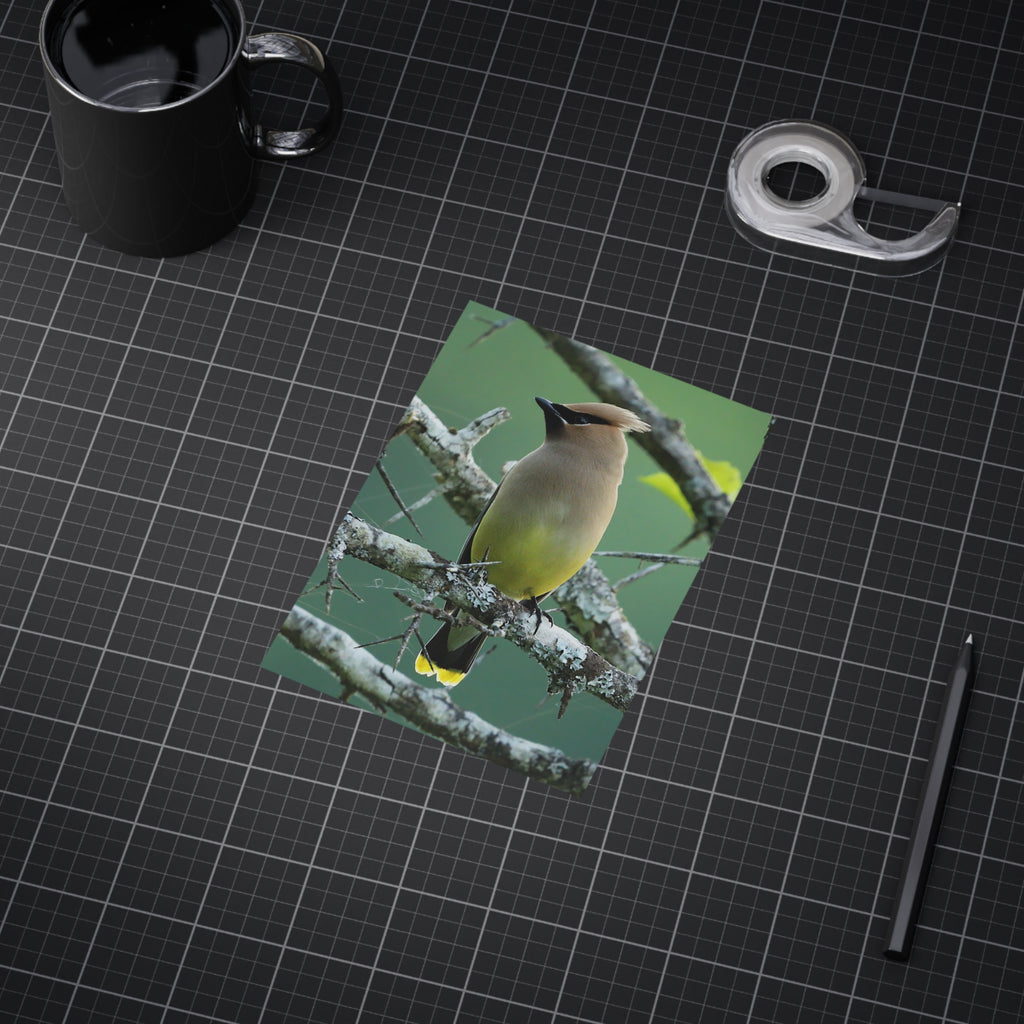 Cedar Waxwing - 5x7 Prints