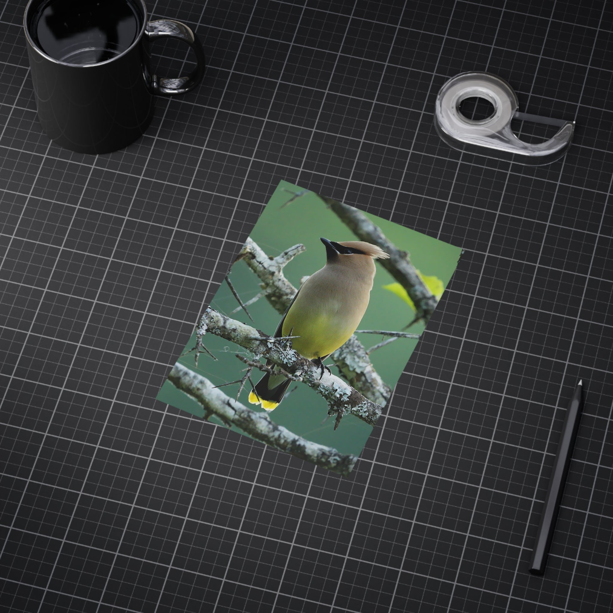 Cedar Waxwing - 5x7 Prints