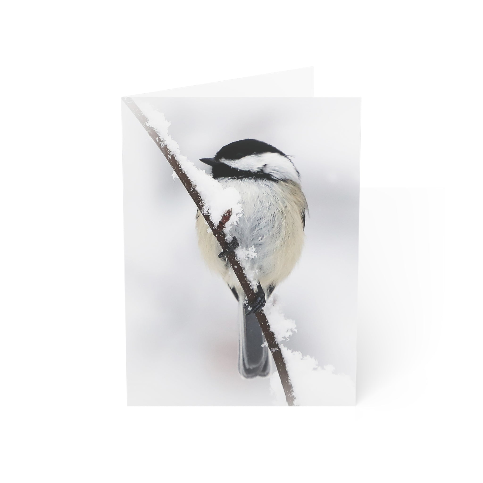 black-capped chickadee greeting card