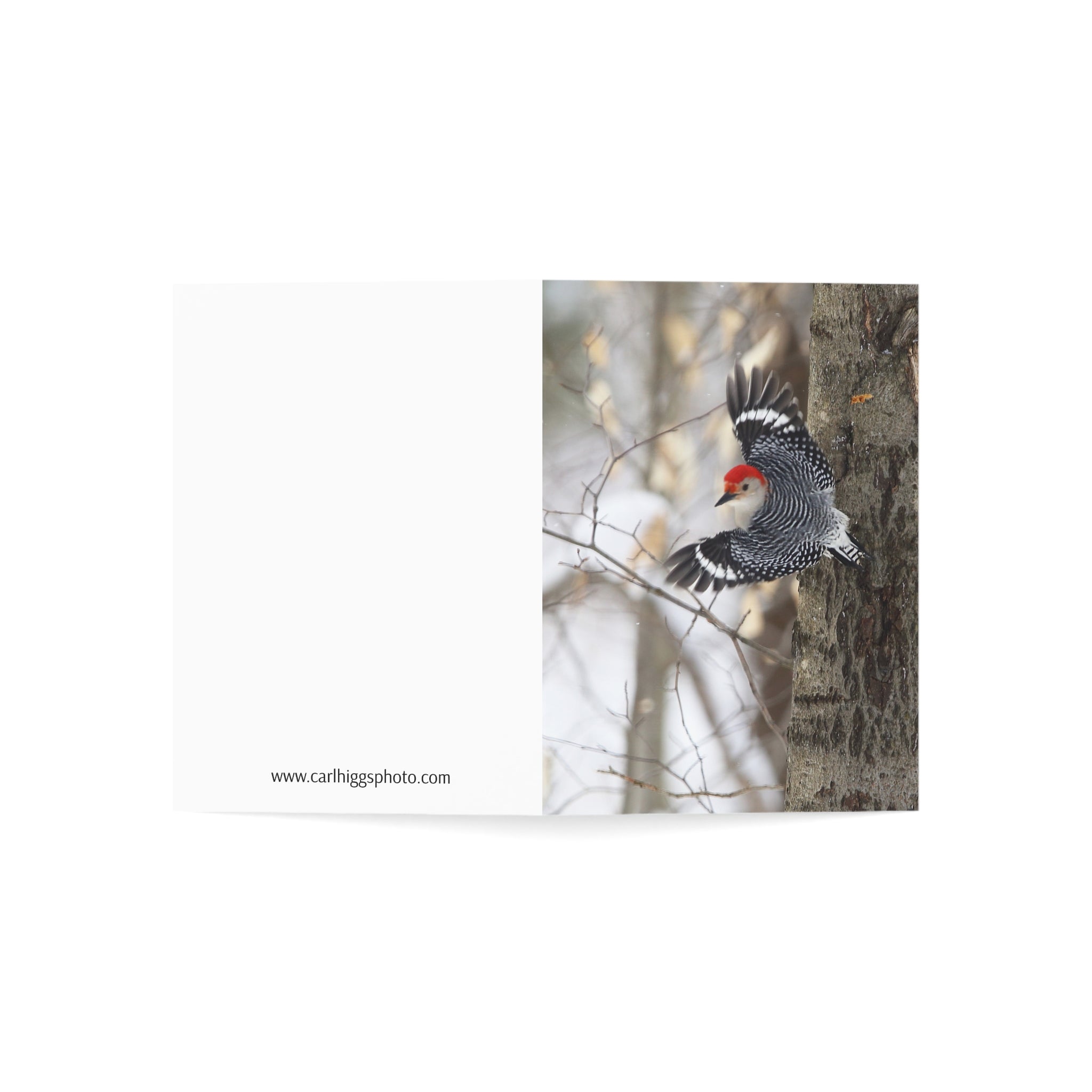 red-bellied woodpecker greeting card