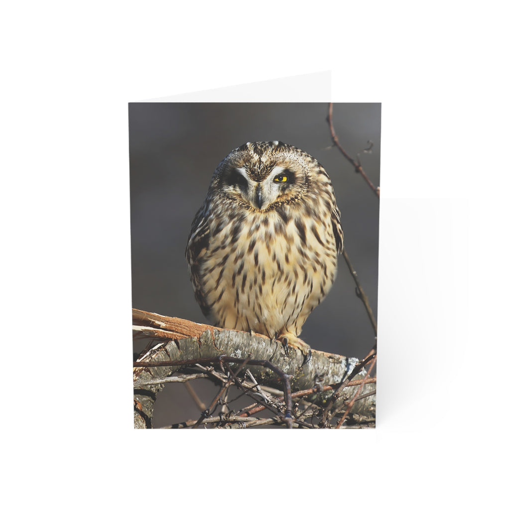 Owl perched on a branch with a dark background greeting card