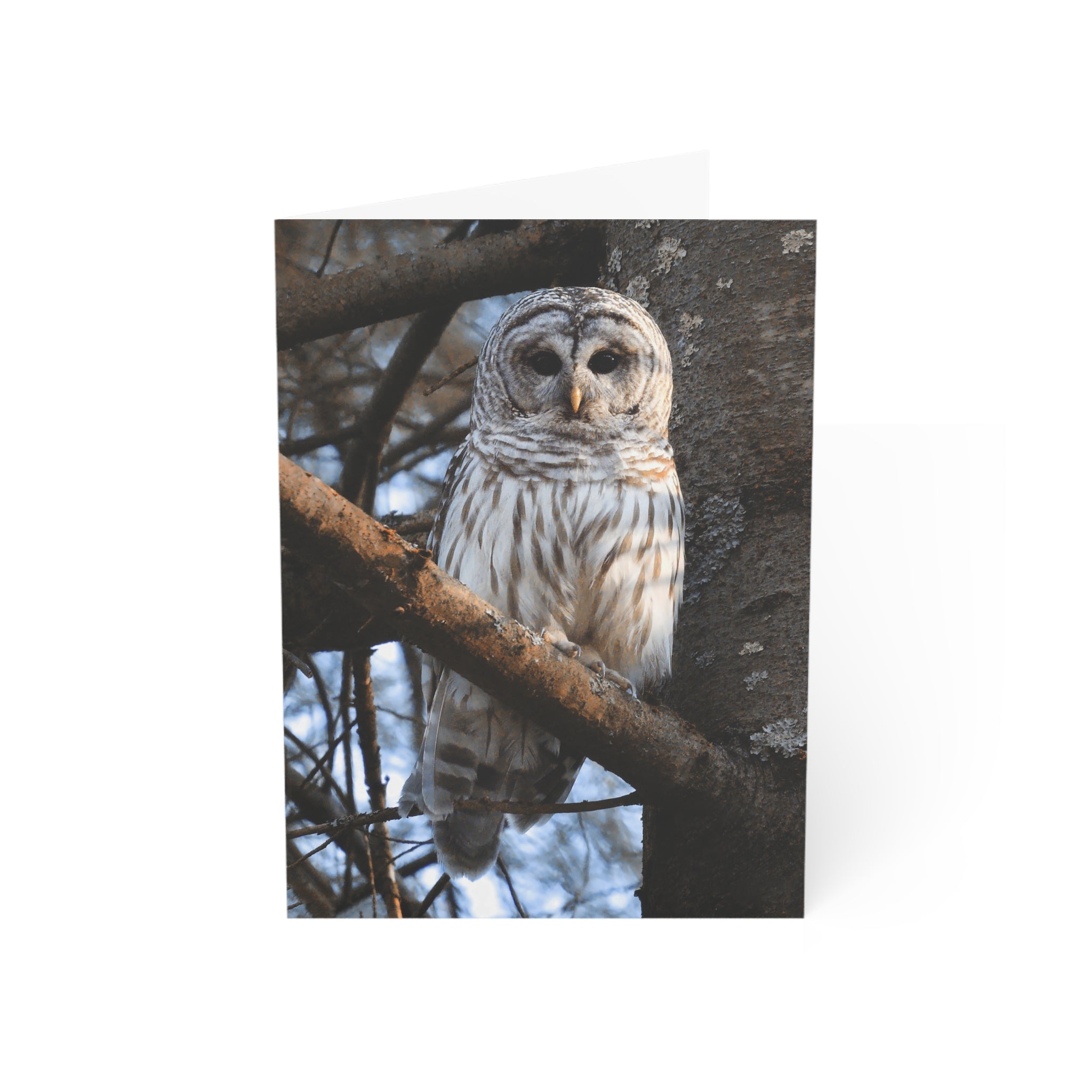 barred owl greeting card