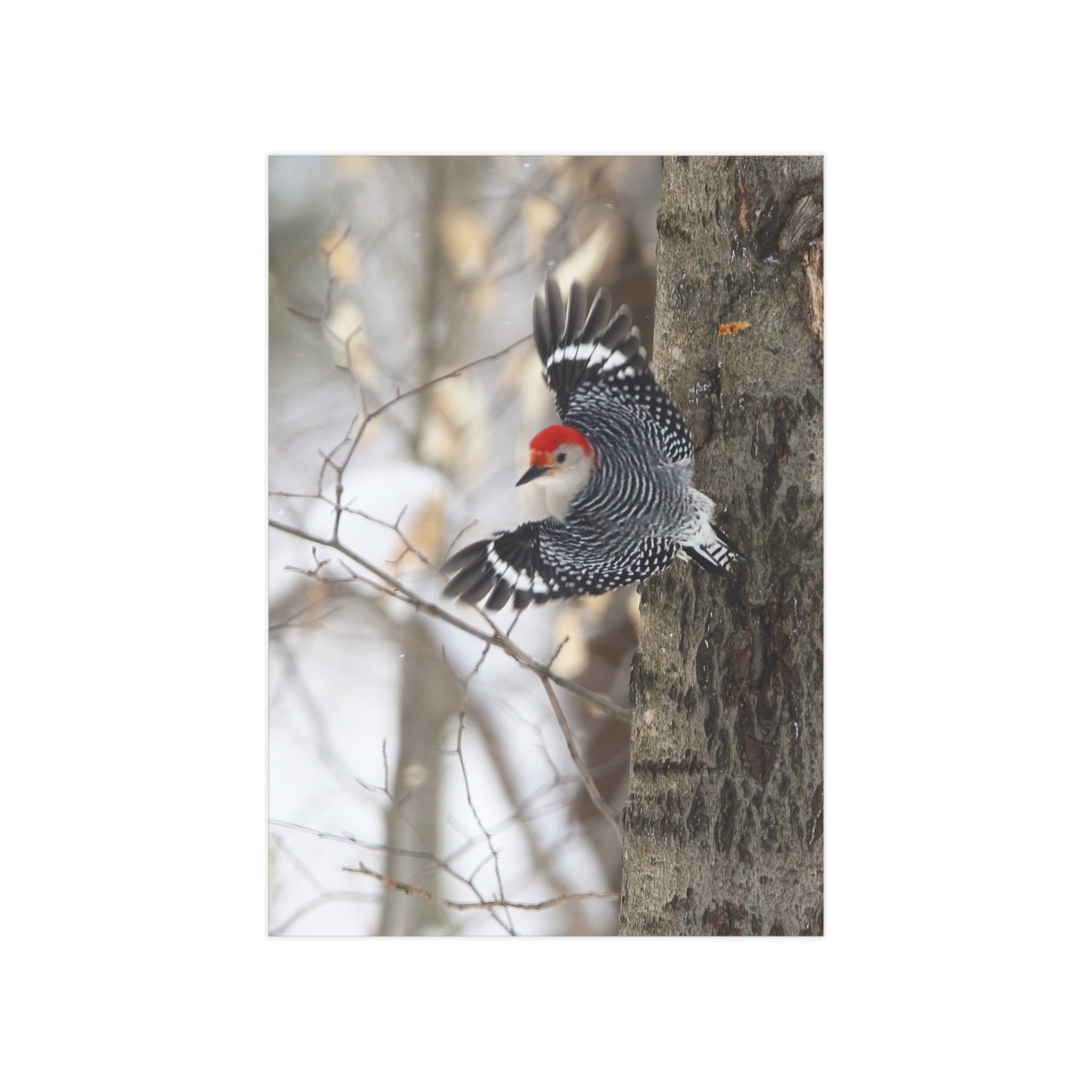 red-bellied woodpecker photo print