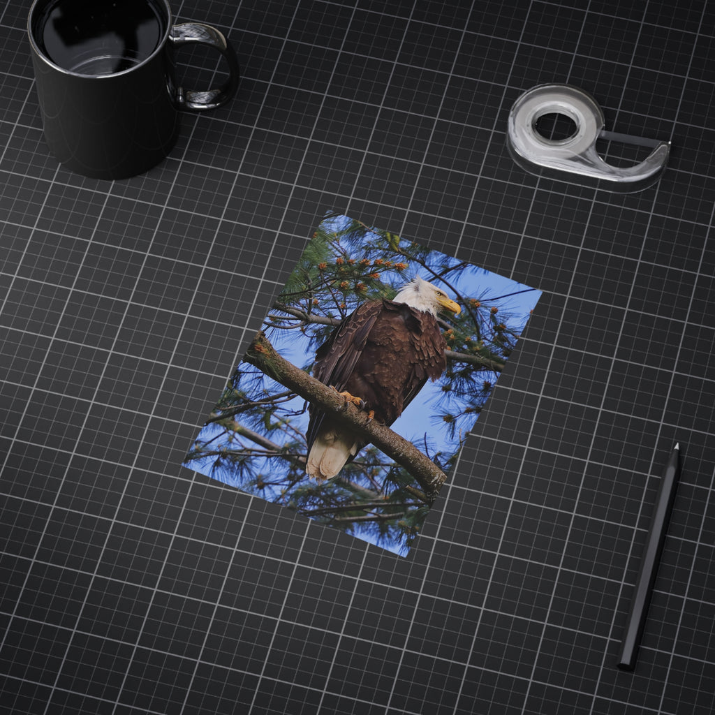 Bald Eagle - 5x7 Prints