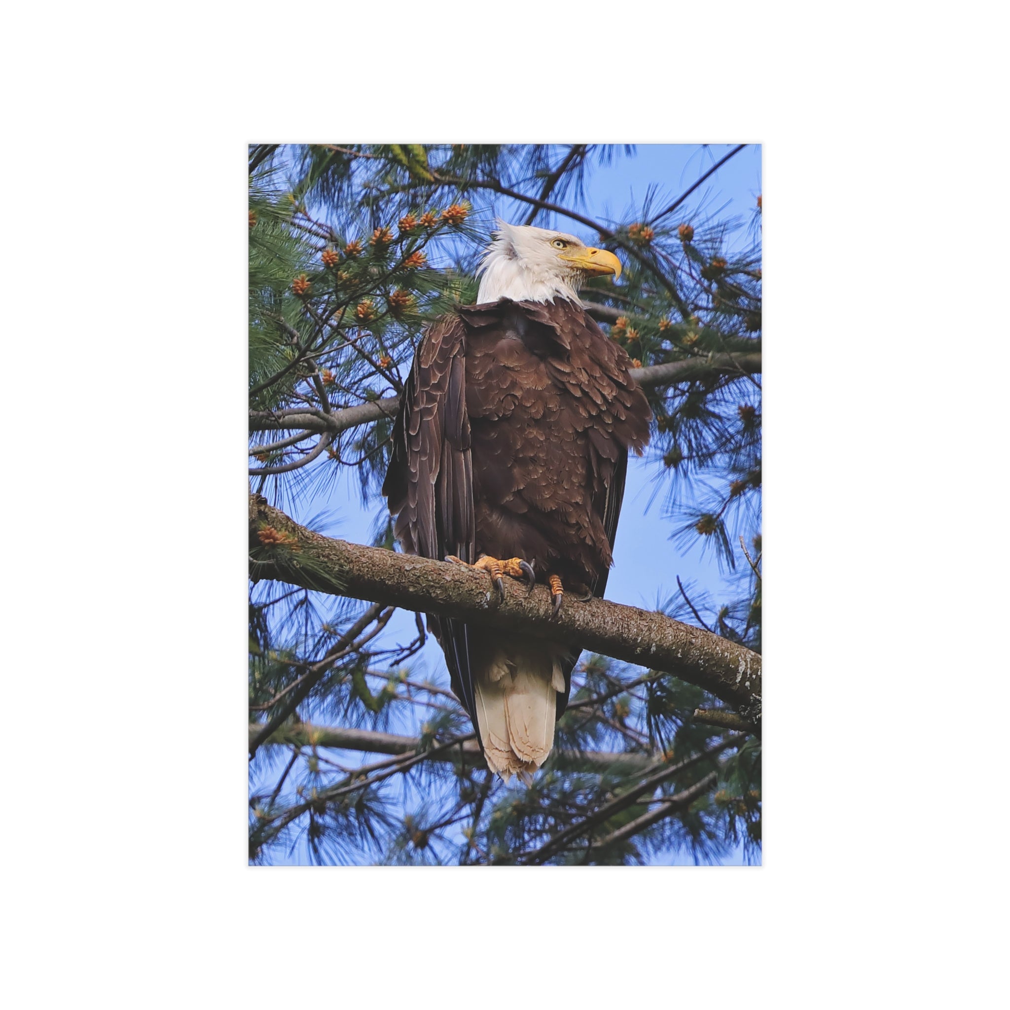 Bald Eagle - 5x7 Prints