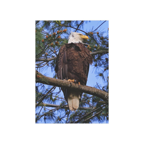 Bald Eagle - 5x7 Prints