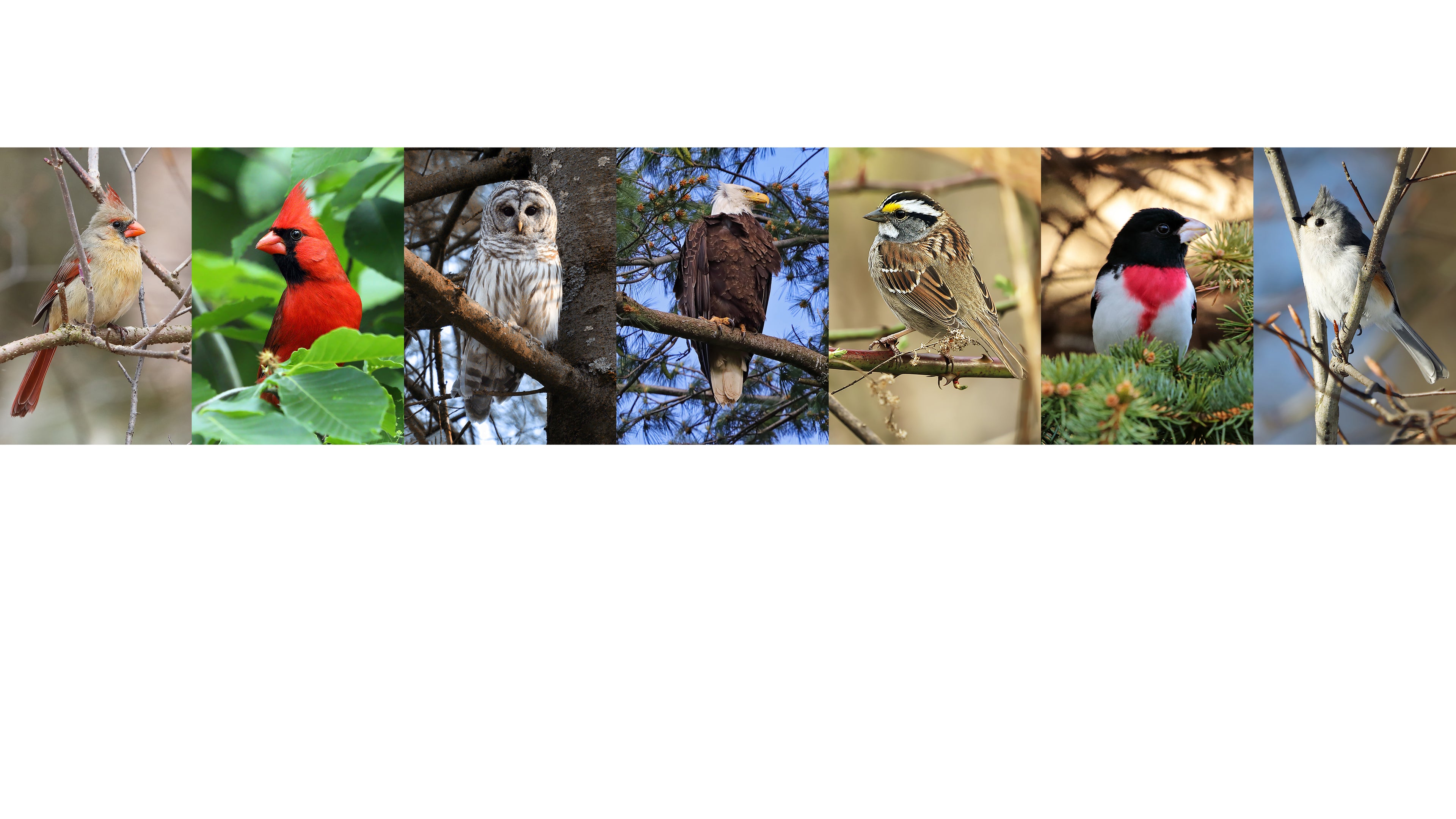 Panoramic view of various birds on branches with a white background. cardinal, owl, bald eagle, sparrow, rose-breasted grosbeak and titmouse